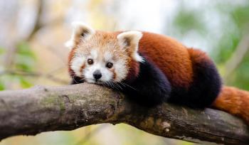 Диана Арбенина попросила в подарок на день рождения взносы в WWF